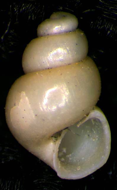 Liostomia mamoi